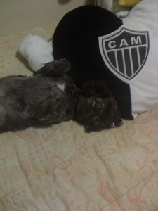 25 03 11 1721 225x300 - Galo em Fam&iacute;lia - Onde est&aacute; meu &iacute;dolo (Everton)
