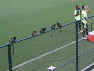 atletico mg treino gcom2 300x227 - A nascente do erro