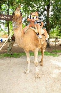 1461208 548062621939867 1043353279 n 199x300 - COPA DO MUNDO DE CLUBES 2013 - GUIA DO TORCEDOR